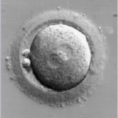 embrião d1