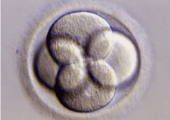 Embrião d2