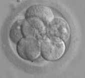 Embrião d3