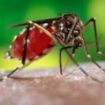 Aedes aegypti Zika Virus