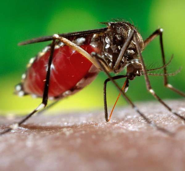 Aedes aegypti Zika Virus