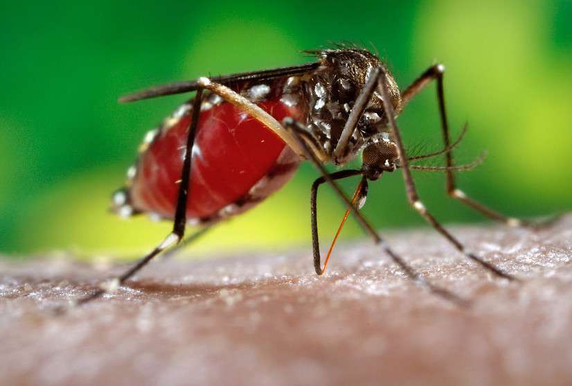 Zika Vírus e infertilidade: Tudo o que você precisa saber