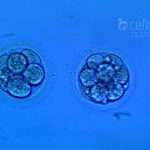 Embriões para tranferência