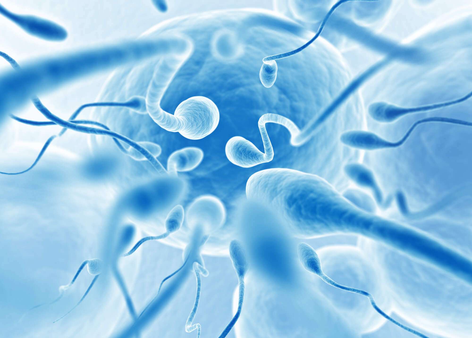 Tipos de espermatozoides e fertilidade masculina: entenda a relação!