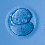 Gif do desenvolvimento do embrião feito por meio do monitoramento embrionário