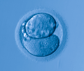 Monitoramento embrionário: tecnologia inovadora para reprodução humana