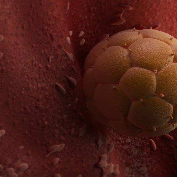 embrião aderindo na parede uterina durante a nidação