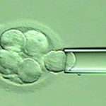 análise genética embrionária