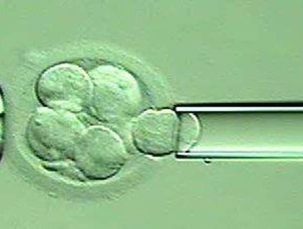 análise genética embrionária