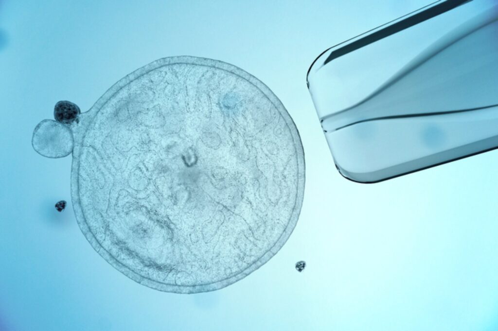 Imagem de um embrião em uma placa de laboratório para utilização por receptora de óvulos