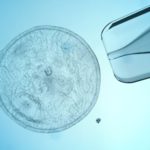 Imagem de um embrião em uma placa de laboratório para utilização por receptora de óvulos