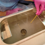 Embriologista congelando embriões em nitrogênio liquido