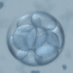 embrião a fresco ou congelado