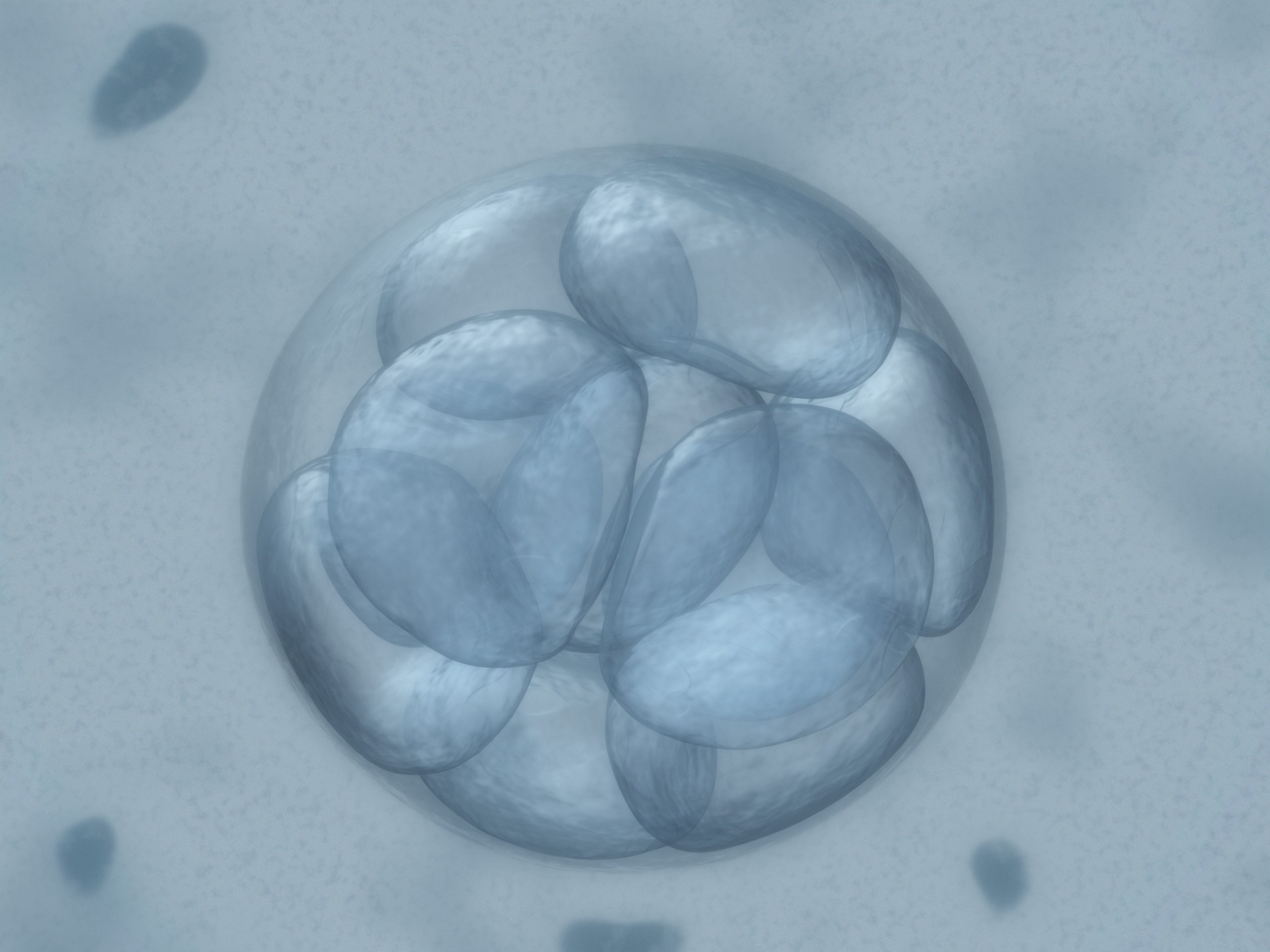 embrião a fresco ou congelado