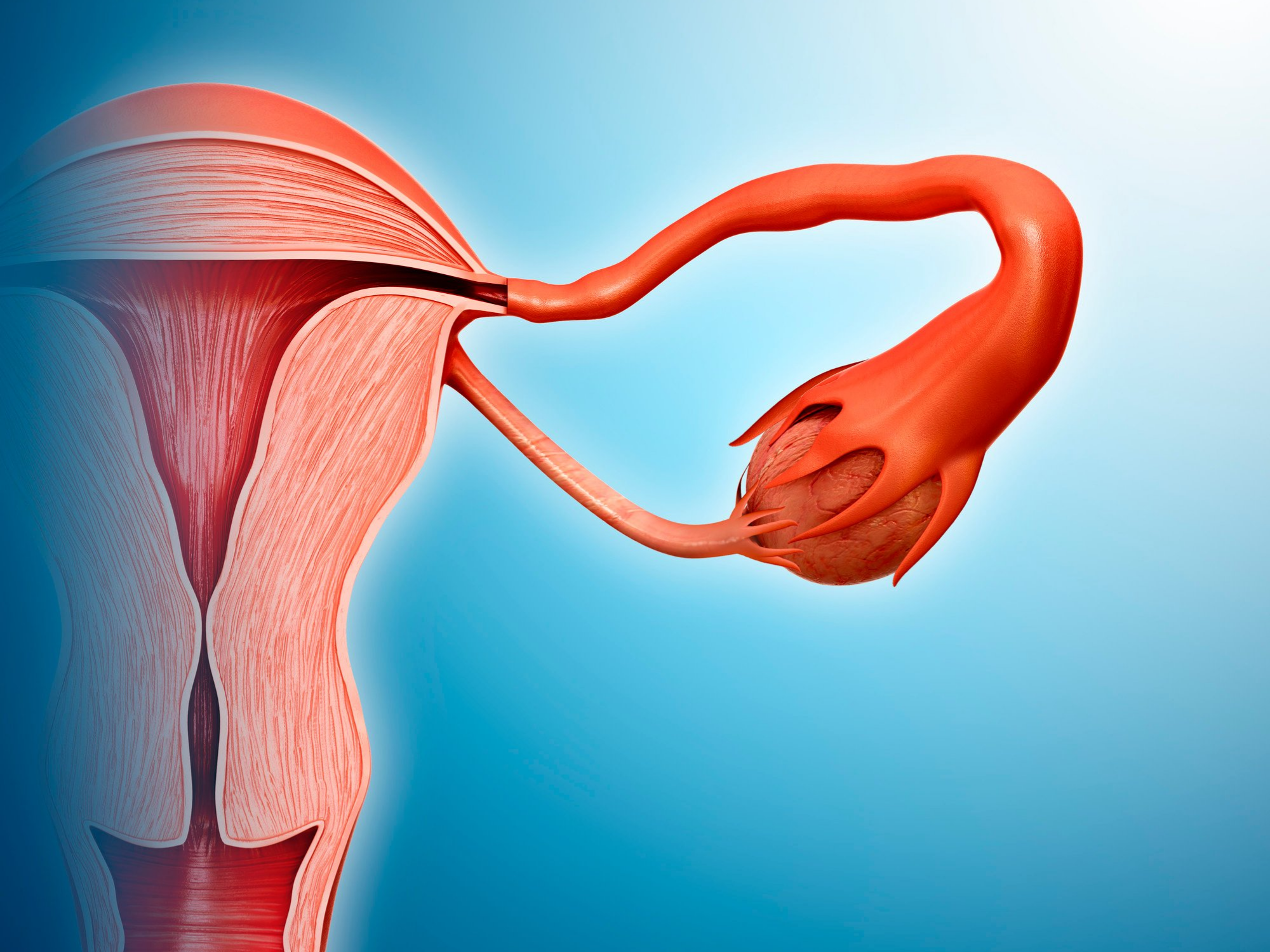 Hidrossalpinge: saiba como esta condição afeta a fertilidade feminina