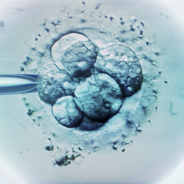 desenvolvimento do embrião