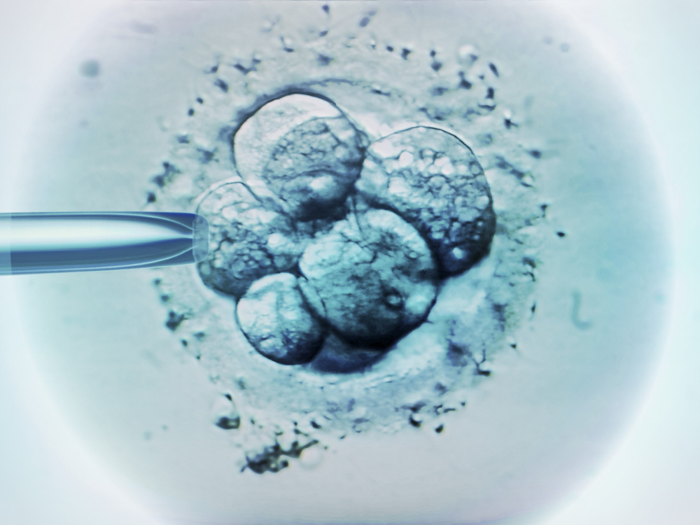 Entenda como funcionam as etapas do desenvolvimento do embrião
