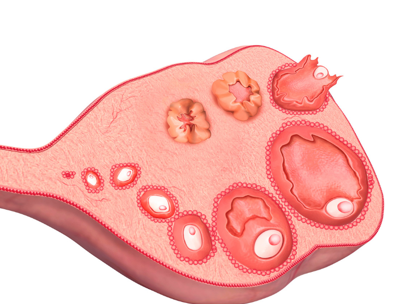 folículos ovarianos