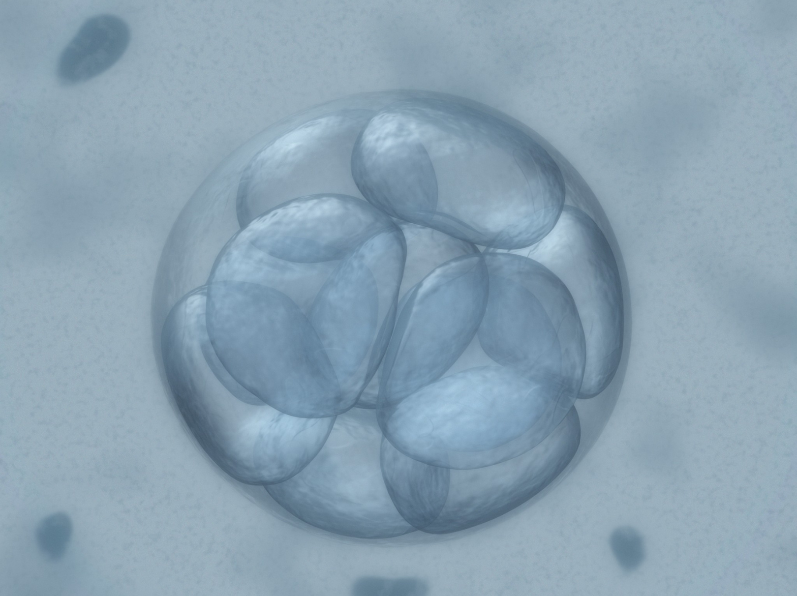 Qualidade embrionária: como é feita a escolha do embrião?