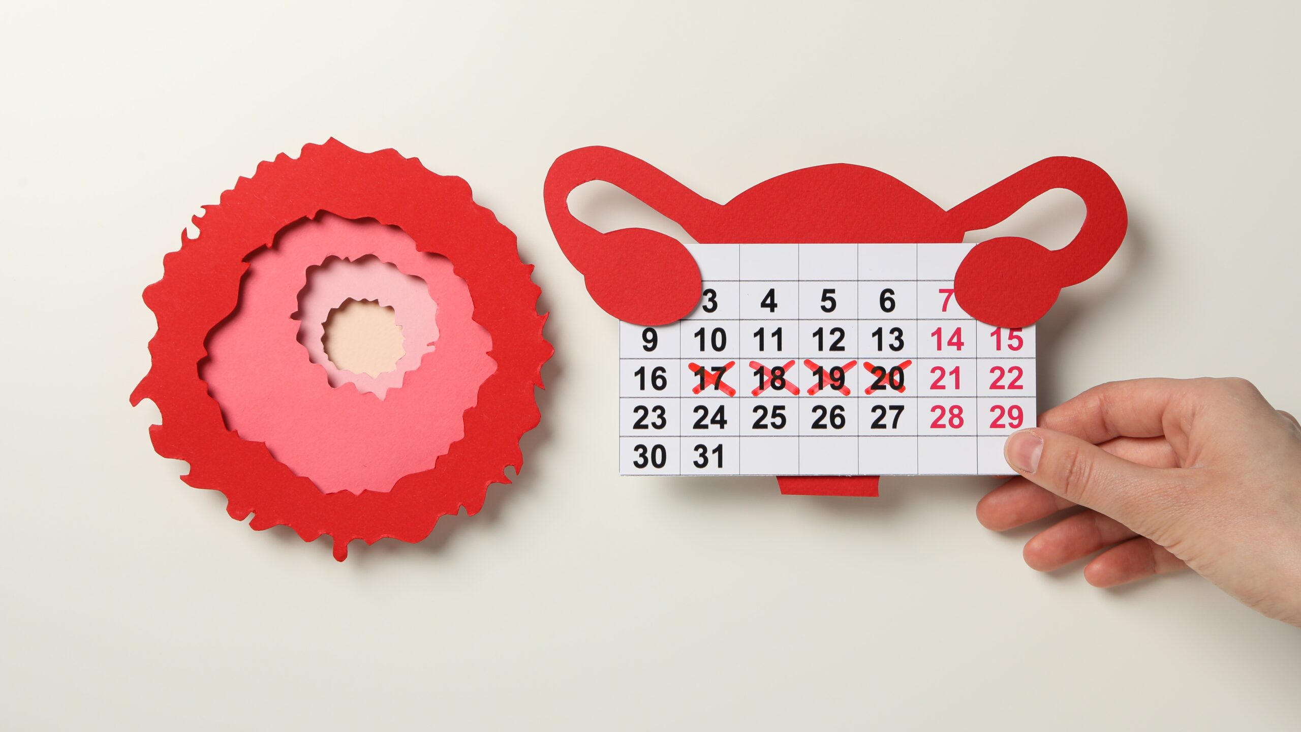 Ciclo menstrual